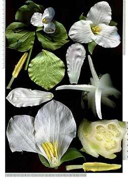 Vorschaubild Trillium grandiflorum  (Michx.) Salisb.